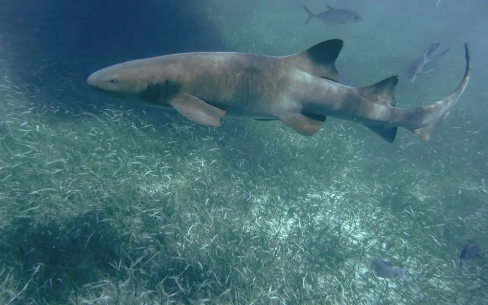 gray shark in body of water