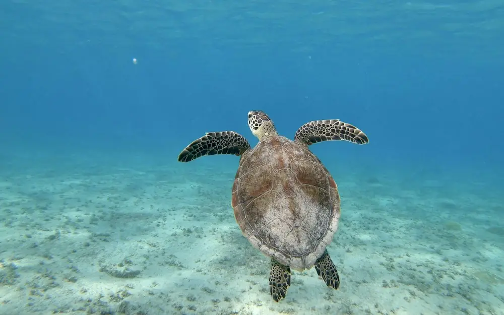a sea turtle swimming in the ocean